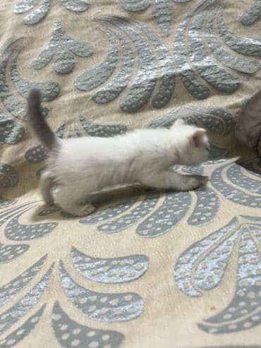 домик собаки: 1 месяц, Девочка, Белый, Приучена к лотку — 6