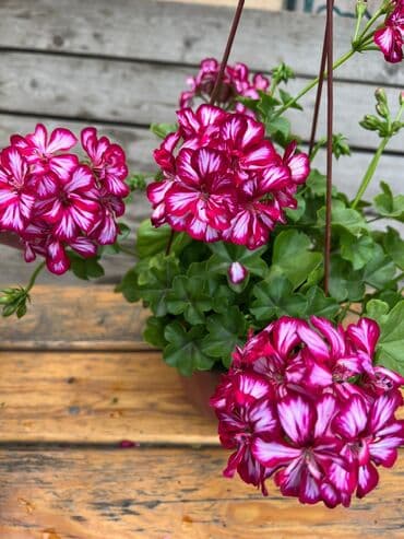 асбест бишкек: Пеларгония (плющелистная) — 1