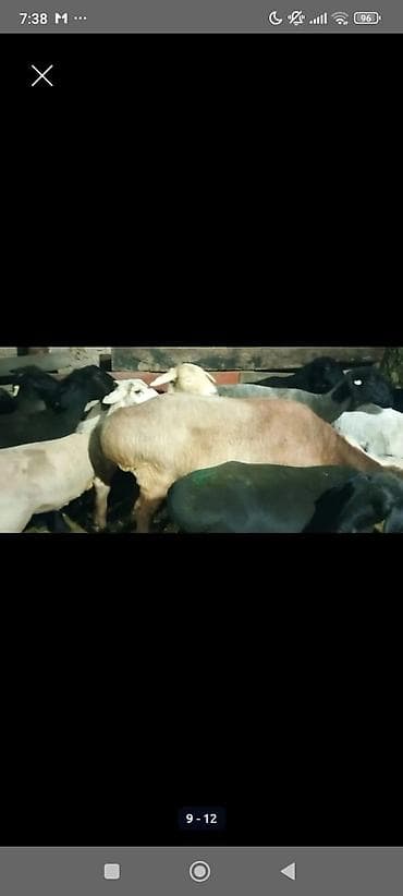 дакан тайго: Продаю | Баран (самец) | Для разведения | Кастрированные — 1