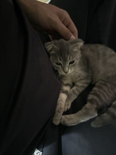 домашние щенки: Шотландский котёнок (вислоухий тип), окрас: серый тэбби. Особенности — 3