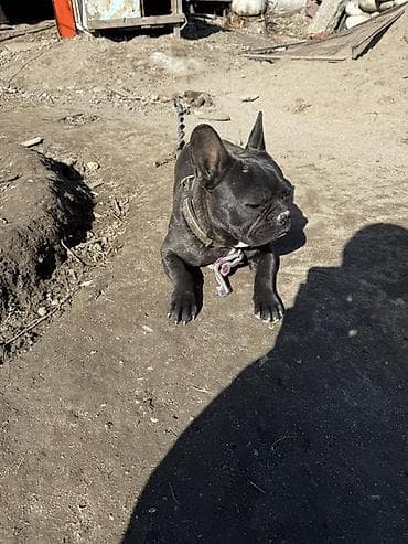 Ветеринар кызматы: Бульдог, 9 айлык, Эркек — 2