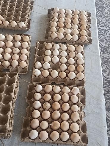 мешки из под сахара: Адлер таза кандуу жумурткасы сатылат — 4