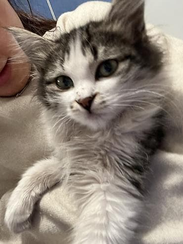 Үй жаныбарлары үчүн товарлар: 4 айлык, Эркек — 1