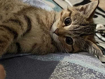 Үй жаныбарлары: Мышык бекер берилет: Скотиш Фолд (Шотландиялык шалпаң кулак), 4 айлык, Ургаачы, Аргын, Лотокко барууга үйрөтүлгөн, Курттардан тазаланган — 2
