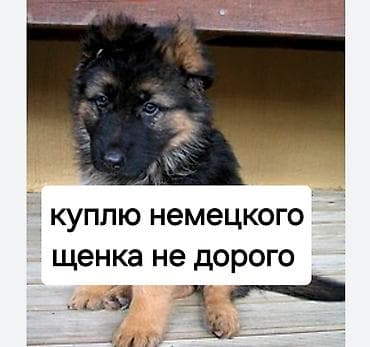хочу купить щенка немецкой овчарки: Куплю щенка немецкой овчарки недорого. Нужен самец. Рассмотрю — 1