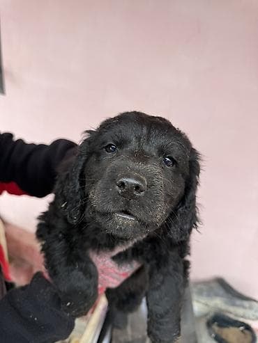 охотничьи собака: 5 замечательных Щенков ( 2 месяца ) Спаниеля (охотничья порода ) — 1