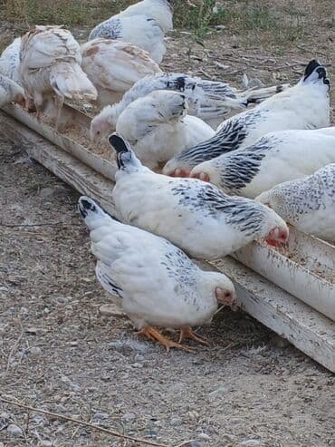 товары для животных: Продаю | Цыплята | Домашняя | Для разведения — 2
