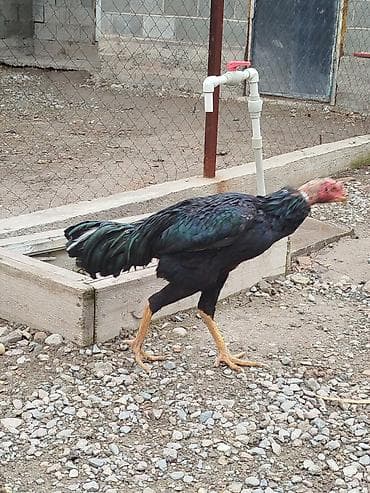 бенгальские кошки цена бишкек: Дакан жожо короздор сатылат активный алмашу жолдору бар адрес Бишкек — 8