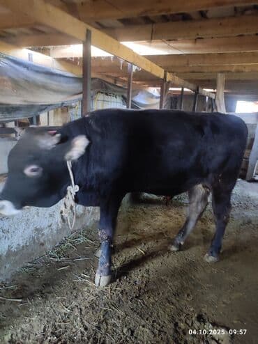 продаю музоо торпок корова самка бык самец айрширская ангус алатауская на забой для разведения на откорм племенные нетель привязанные: Сатам | Бука (эркек) | Бордоп семиртүү үчүн | Байланган — 1