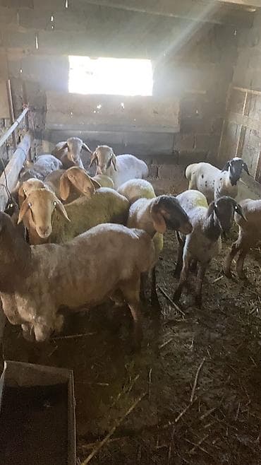 телята месячные: Продаю | Баран (самец) | На забой — 1