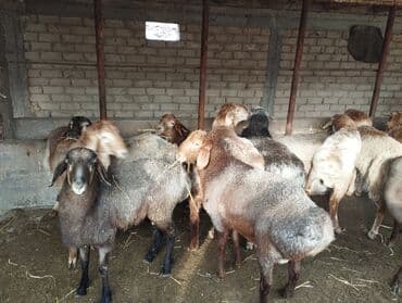 үй жаныбарлары: Сатам | Ургаачы кой (ургаачы) | Көбөйтүү үчүн | Ургаачы — 3