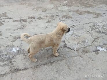 опчарка: Кангал, 1 месяц, Самец, С родословной — 1