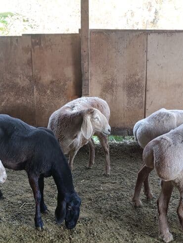 сколько стоит собака породы доберман: Сатам | Ургаачы кой (ургаачы) | Арашан | Көбөйтүү үчүн | Ургаачы — 2