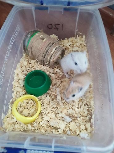 сетка для хомяков: Продаю песчанок.пара 3 месяцев, самец и самка, за двоих и с — 7