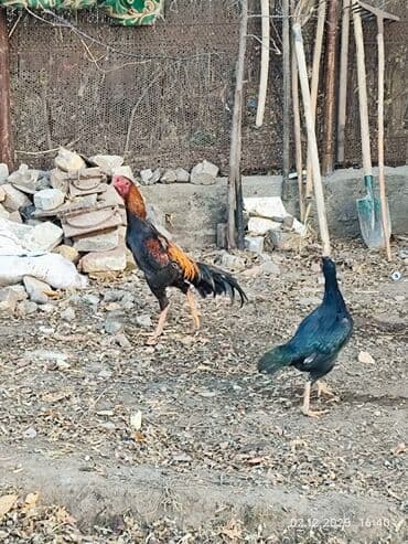 объявления о найденных собаках: Продаю | Петух | Дакан | Для боев — 6