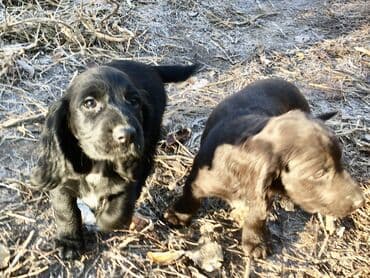 акустические системы спартак колонка в виде собак: Спаниель, 2 месяца, Самец — 8
