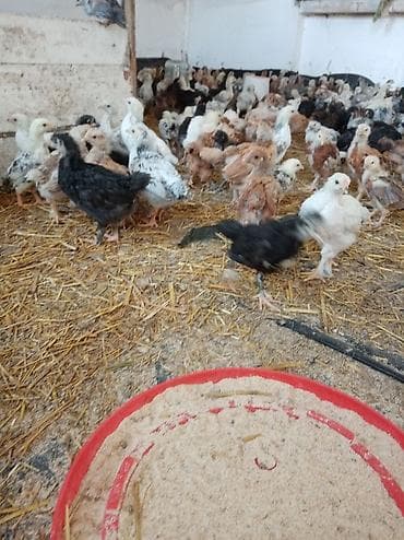 живые куры: Продаю | Цыплята | Домашняя | Для разведения — 4