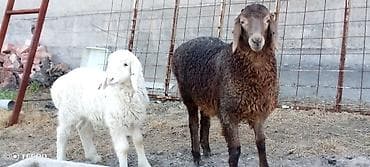 баран живой: Продаю | Ягненок, Баран (самец) | Для шерсти — 9