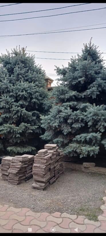 Уголь: Голубая ель (Picea pungens, «голубая ель колючая») — крупномерные — 1