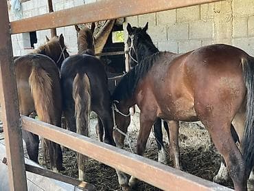 орловский рысак купить в россии: Продаю | Жеребец | Дончак | Рабочий — 4