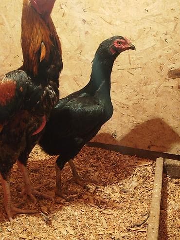 сойушка улак: Сатам | Тооктор — 1