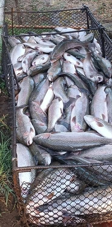 форель цена за 1 кг: Продаю форель радужную свеже выловленную только с речки без — 1