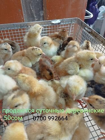 чон ат: Продаю | Цыплята | Для разведения — 2