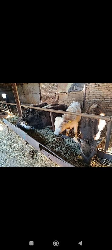 Айыл-чарба жаныбарлары: Сатам | Бука (эркек) | Алатоолук | Бордоп семиртүү үчүн — 1