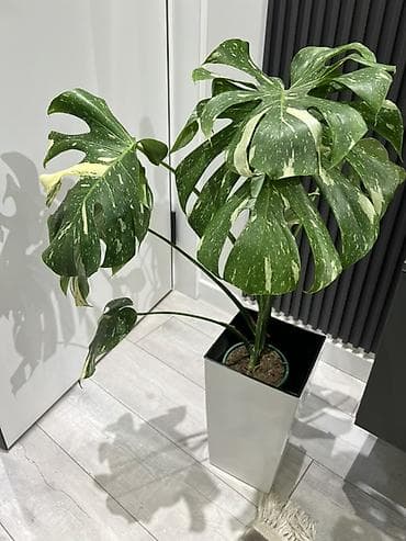 Огромный выбор комнатных растений… 1) Монстера вариегатная (Monstera