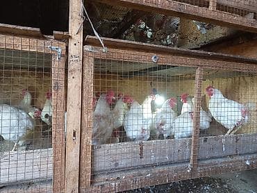 курица квочка: Продаю | Куры | Несушки — 3