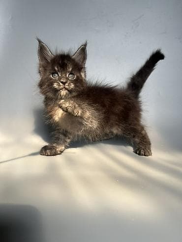 кошка британская: Чистокровные мейн-Куны от элитных родителей и предков с полным пакетом — 10