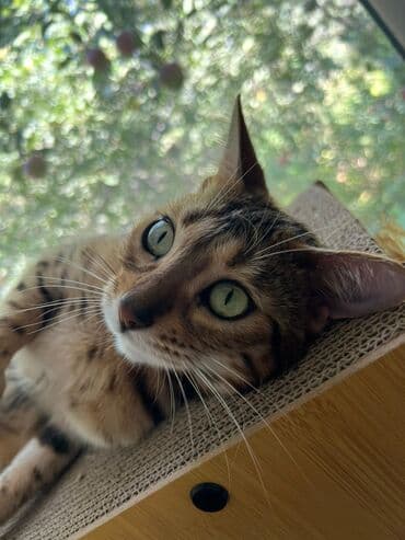 продать собаку: Бенгальская, 2 месяца, Девочка, Приучена к лотку, Проглистована, С документами — 7