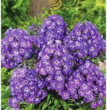 растение цветы: Саженцы — 4