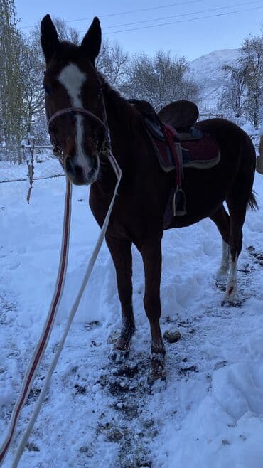 Иттер: Сатам | Байтал | Аргын | Жумушка — 4