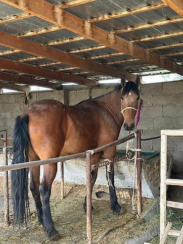 куплю тай: Продаю | Жеребенок | Рабочий | Племенные — 5