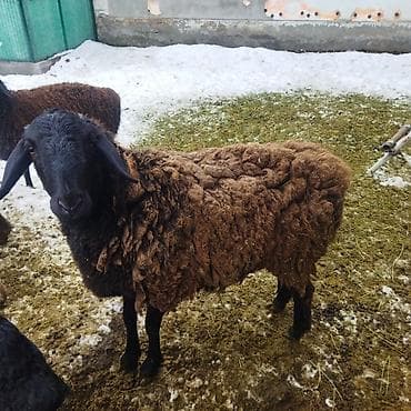 Үй жаныбарлары үчүн товарлар: Сатам | Ургаачы кой (ургаачы) | Көбөйтүү үчүн — 3