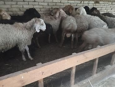 продам курей: Продаю | Баран (самец) | На забой — 3