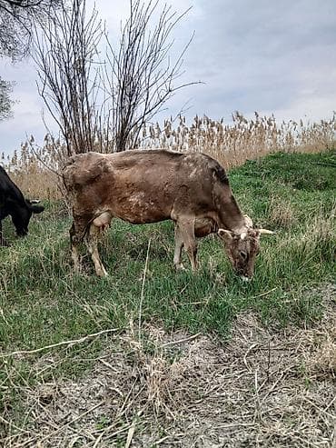 Продаю | Тёлка | Для разведения