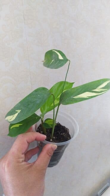 декорации для аквариума: Фикус, бугенвелии, аглаонемы, калатеи, Сансивьера, диффенбахия — 5