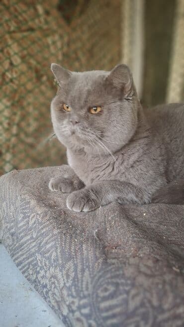 вислоухие коты цена: Вязка: Скотиш Страйт (Шотландская прямоухая), Мальчик, 3 года, С документами, С прививками, Лиловый — 5