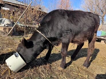 продам французского бульдога: Продаю | Бык (самец) | На откорм | Привязанные — 3