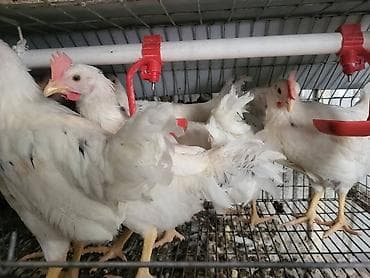 живой вес: Продаю | Куры | Для разведения — 1