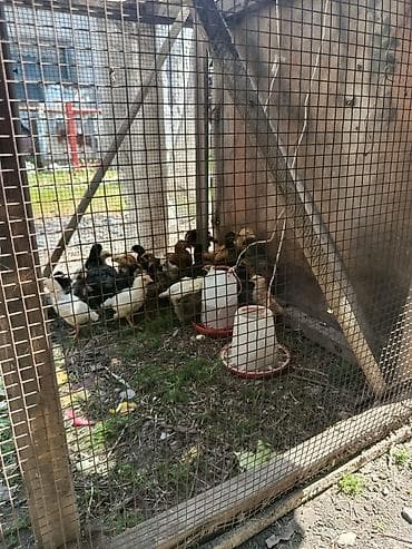 сетка для несушки: Клетка для цепят размер высота 1-метр, ширина 1-метр,, длина 1,6- — 8