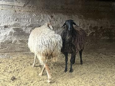 ат минуу: Продаю | Овца (самка) | Для разведения | Матка — 2