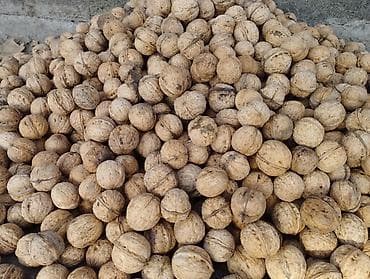 тыквенные семечки цена бишкек: Грецкий орех в скорлупе. Урожай текущего сезона. Подходит для — 3