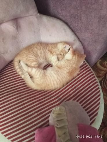 кошк: Отдам даром в добрые руки двух милых рыжих котят, котятам месяц — 1