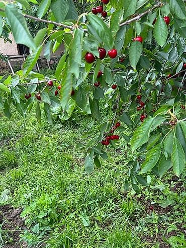 вишня ягода: 🍒 Продаётся крупная, качественная черешня! ✔️ Очень большие плоды — 3