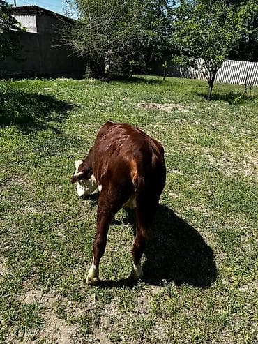 буки: Продаю | Тёлка | Герефорд | На откорм | Привязанные — 4