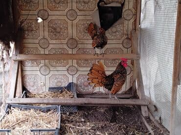 котята норвежской лесной кошки: Продаю | Инкубационные яйца — 3