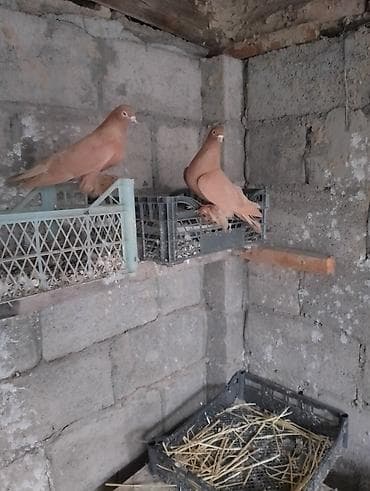 продам курей: Продажа жёлтых тасманов игра гарантия парами жёлтые гребля имеется — 2